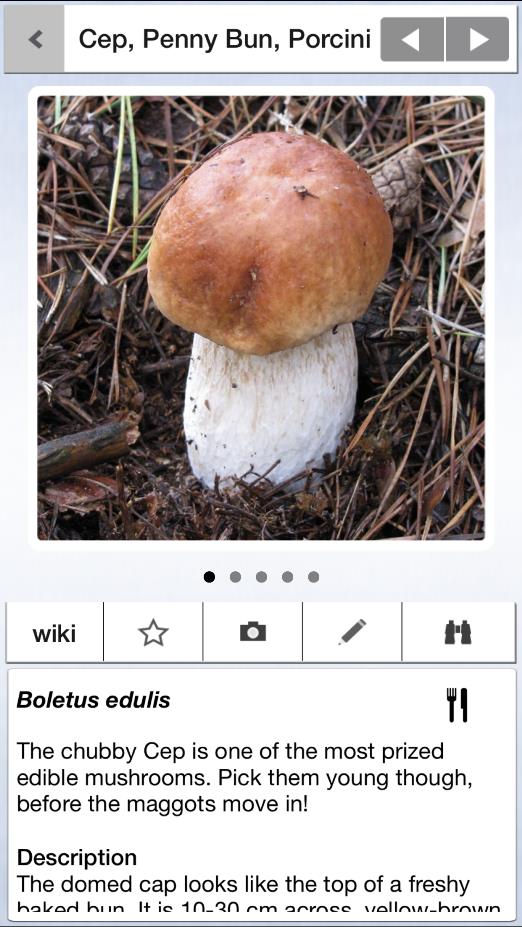 New Mushroom & Toadstool Identification App, the first app dedicated solely to British Fungi